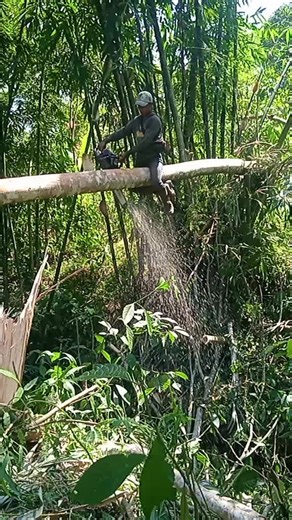 Chainsaw Operation in a Dense Forest Environment