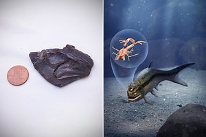 319-Million-Year-Old Fossilized Fish Skull Provides Glimpse at One of the Earliest Backboned Animals