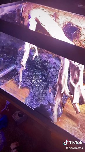 PNW Bettas on TikTok