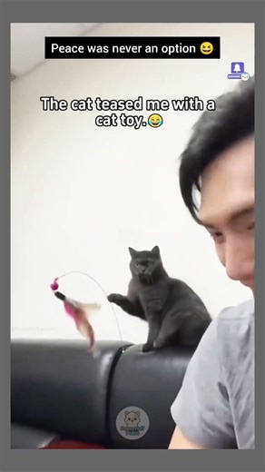 funniest cats Reactions and chaos ever caught 🤣 | Cutest Expressions, savage reactions and comedy 💕