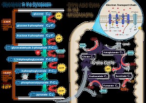 Understanding Aerobic Respiration - Powerpoints, Animations, lots of exam questions and answers —  Online A level Biology Tutor