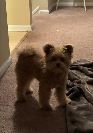 Caring for Pomapoo Puppies: Essential Tips and Tricks