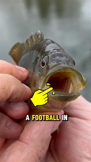 HUGE Mouth Fish And NOT A Bass! 🎣😳 #shorts #fishing