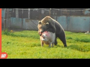 15 Most Incredible Bear Attacks Caught on Camera