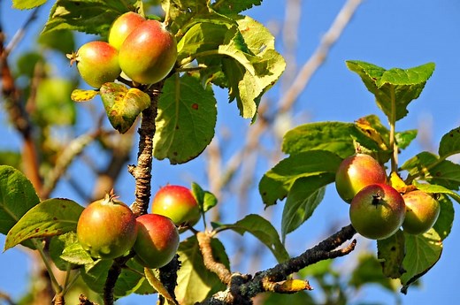 9 Native, Fruit-Producing Trees of North America
