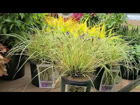 Carex 'Evergold' (Japanese Sedge Grass) // BEAUTIFUL, BRIGHT, Perennial, EASY to GROW grass