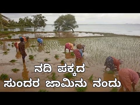 Indian Village Life | Women's Farming | ಕರ್ನಾಟಕ ಕೃಷಿ ಬದುಕು ( Kannada famrming )