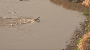 348K views · 1K shares | Just when a zebra thought it got away from potentially croc-infested waters it was met by two lionesses. #safariLIVE | National Geographic Animals | Facebook