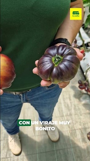 Nuevo tomate azul de Semillas Fitó🍅💙 #tomate #invernadero #variedad #semillas #agricultura