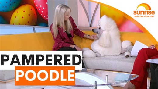 Australia's most pampered poodle