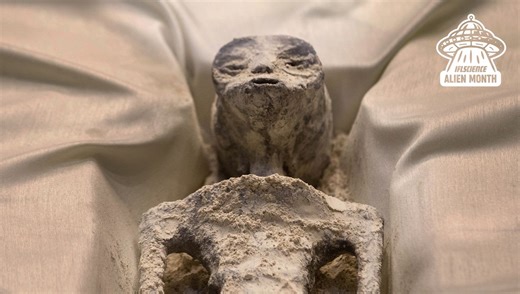 What Astrobiology Might Tell Us About What Aliens May Look Like