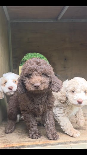 1.9K views · 30 reactions | Absolutely adorable Miniature Labraspoodles 殺 These 4 lads are just over 8 weeks now and super keen to explore the world. August/Whittaker litter | Liberty Labradoodles & Spoodles | Facebook