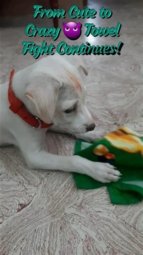 Subramani vs Towel – Part 2 Final Battle #puppy #trendingshorts #viral #short #shortsfeed #lol #pets