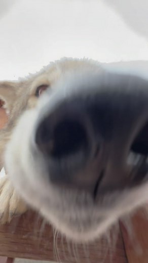 Apex Protection Project on Instagram: "Sunday snuggles and snoot boops! Virtually adopt James, Vesper, or any of our pack members and support @apexprotectionproject by: 🐺 clicking the link in our bio 🐺 www.apexprotectionproject.org 🐺 donate through our Venmo or PayPal 🐺 share this post and tag a fellow wolf lover Thank you for your support!🖤😊 . . . . . #NOTpets #relistwolves #wolf #wolfsanctuary #apexprotectionproject #wolvesofinstagram #wolfdog #wolfdogsofinstagram #wolfdogcommunity #wolf