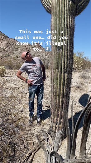 Surprising Facts About Arizona’s Cacti You Didn't Know