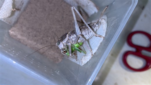 Mongolodectes huangxinleii黄氏蒙螽捕食蝈蝈