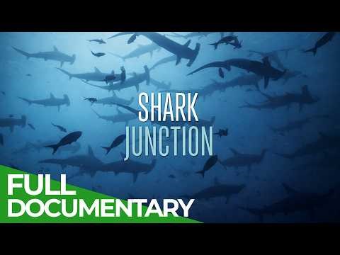 Shark Junction: The Ocean’s Deadliest Crossroads | Free Documentary Nature