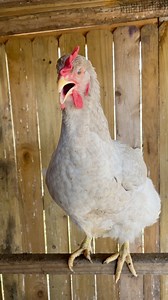 47K views · 767 reactions | Happy Hen Singing on a Sunny Spring Day   #backyardchickens #chickens #fbreels #animallover #petlovers #cutepets #chickenlover #fypシ #adsonreels #chickens #fbreels #eggsong #chickensong #favorite | My lovely Animals | Facebook