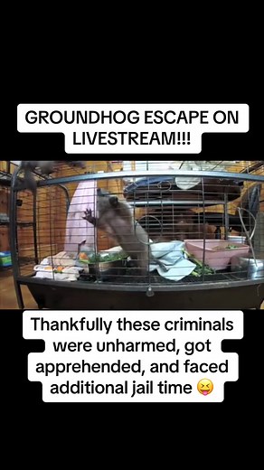 Happy #groundhogday ! This #groundhog story is one of our favorites from several summers ago and we hope it makes you laugh! | Southwest Virginia Wildlife Center of Roanoke