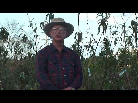 How to Grow Peach Trees : How to Take Care of Peach Trees