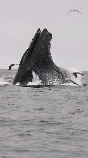 Oceanic Expeditions on TikTok