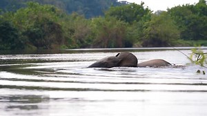 Loango National Park, Gabon🇬🇦 Loango National Park is a park located in the Ogooué Maritime Province and it covers 155.000 ha. It borders the Atlantic Ocean and provides a rare ecosystem. This park is a mosaic of outstanding and complex milieu, composed of thoroughly overlapping environments: beaches, small and large lagoon, mangrove swamps, salt marsh, savannah and forests. This ecosystem is exceptionally uncommon and this particularity is reinforced by the fact that it has been preserved. Cr