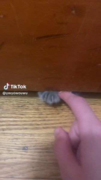 #cat