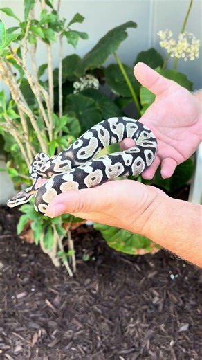 VPI Axanthic het hypo possible ODYB