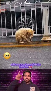 This Homeless Dog Need Help🥺 #straydogs #explore #foryou #explorepage #doglover #sadness #lovedogs #dogrescue #humanity #sad #emotional #fbreels #trendingreels | The Helping Hands