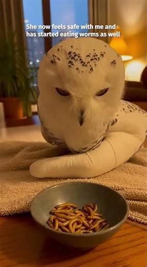 I rescued an injured owl that came into my house 🦉