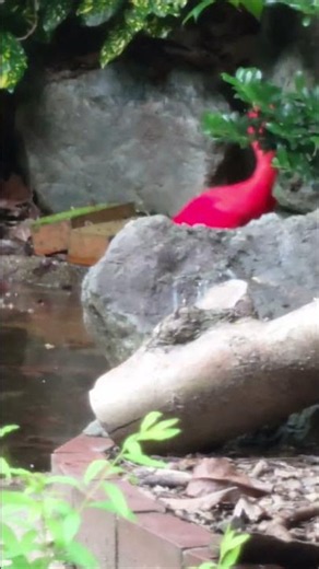 ショウジョウトキ色鮮やかな鳥姿😁