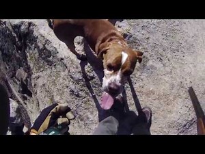 Portuguese Pointer Hunting Wild Birds 2012-2013