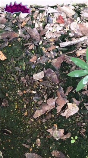 Zaren's Super Lupin Growth Record 2025-26 Day 130 "The ideal is to have a strong will" #Shorts