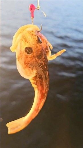 Pacific staghorn sculpin fish Kitimat BC Northern Canada Pacific ocean dock fishing life #travel