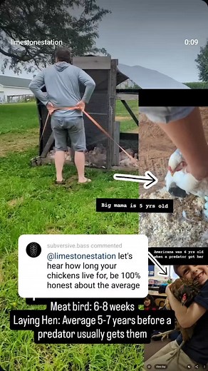 LimeStoneStation on Instagram: "It's Q&A time. How long do they live? Broilers, meat birds, live 6-8 weeks before we process them. Our laying hens live years, 5-7. Our biggest challenge is predators because they free range. #layinghens #broilers #meatchickens #eggs #iowa #homesteading #chickens #lifespan #q&a #questionoftheday #questionsanswered #egglayers #hen #predatorproblems #chicken #♥️"