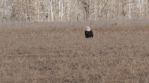 34K views · 1K reactions | A pair of bald eagles hunkered down just outside Bozeman from the wind yesterday. Winds are expected to continue today, tune in at 5:30 and 10 pm for a complete weather forecast: | KBZK TV | Facebook