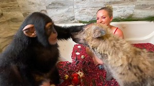 12K views · 317 reactions | BATH TIME WITH A HYENA AND BABY CHIMPANZEE MORE ON YOUTUBE! https://www.youtube.com/c/MokshaBybee | Myrtle Beach Safari Wild Encounters Tour | Facebook