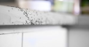 How to get rid of ants in the kitchen: Tips and tricks you need to know