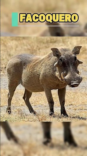🐗 The real Pumba wasn't that cute… 😳