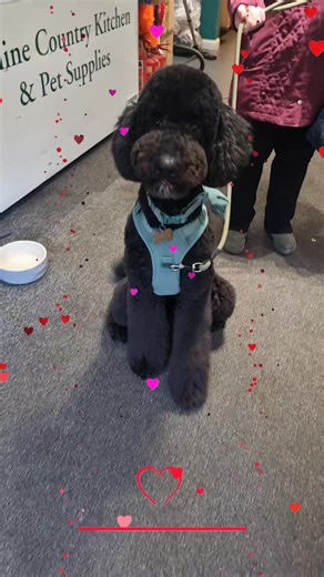 🐶 Charlie was on a mission today… 🐶 He stopped by Canine Country Kitchen with one thing in mind: treats! After browsing the shelves, he proudly chose an Anco Puffed Pig Snout as his top pick 🐽✨ These crunchy favourites aren’t just tasty — they’re also: ✔️ Naturally air-dried ✔️ High in protein for healthy muscles ✔️ Lighter in fat than standard pig snouts ✔️ Great for chewing, helping keep teeth busy ✔️ Grain & gluten free Charlie clearly knows his stuff 😉 Swing by and see what your dog woul