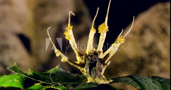 Turntable shot of Cordyceps fungus growing on a dead moth. filament like strings of ascospores are being released from the ascocarps, ready to infect the next victim. Napo province, Ecuador