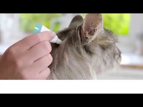 Bravecto® Spot-On Application for Cats