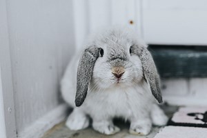 Catching Common Signs of Illness in Rabbits