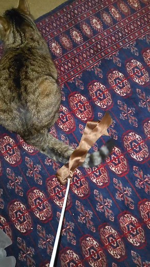 "Let me tell you a tail.. once upon a time. Oops, wrong tail 😻 tale." #TailStory #catstail #talktothetail #catslife | Iggy-Porsche Wauters-Ocampo