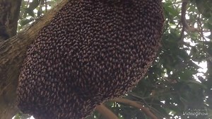 The magic of honeybee - Giant honeybee | ICKO Apiculture