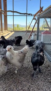 5.8K views · 46 reactions | I feed all the birds here Kalmbach Feeds 20% Flockmaker Crumbles. This feed is great for mixed flocks including all ages of ducks, chickens, quail, and geese! 閭謹 #farmlife #chickenfeed #feed #chickensoftiktok #fyp | Simply Chickens | Facebook