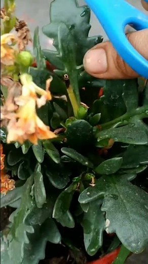 How to prune Kalanchoe plant | Pruning of Kalanchoe leaf | how to prune kalanchoe after flowering