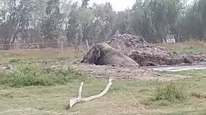 2.5K views · 283 reactions | After posting about Ramba's caregivers...