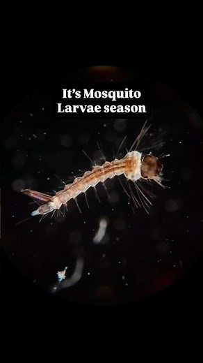 Culex Mosquito larvae