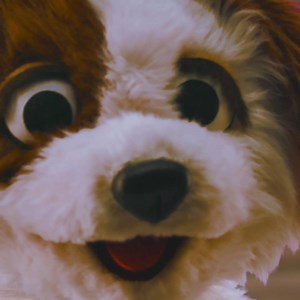 120K views · 1.8K reactions | Elmo's puppy Tango wants to say hello! Tango loves you. ❤️ Happy #NationalPuppyDay everybody! | Elmo | Facebook